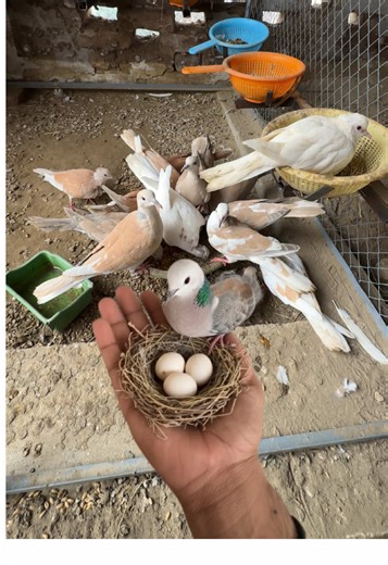 Dove Eggs Hatching Journey: Experience the Magic