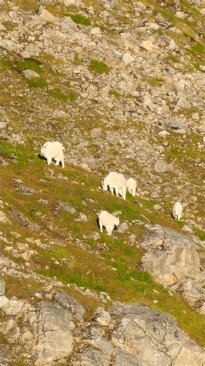 Better look around. #alaska #hunting #mountains #goat #adventure