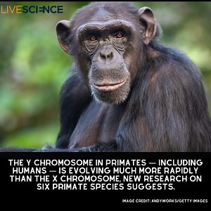 9.7K views · 113 reactions | The male Y chromosome in humans is evolving faster than the X. Scientists have now discovered the same trend in six species of primate. Learn more  https://trib.al/EtkahJU | LiveScience | Facebook