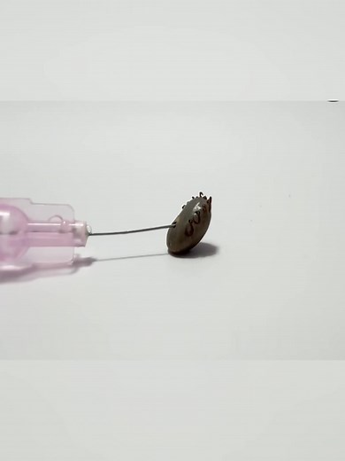 137K views · 246 reactions | Thí nghiệm với ve chó | Review Plus | Facebook