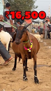 Top Quality Desi Bakri 😍 Sultanpur Bakra Mandi | Haveli Farm House 🏡 | Ziya Vlogs . . . . #bakramandi #goatfarm #bakrifarm #instagram #bakraeid #trendingreels #mandi #reels #fyp #instamood #instalike #instadaily #village #viralvideos #viralvideo #viralreels #viralpost #havelifarmhouse #ziyavlogs | Ziya Vlogs