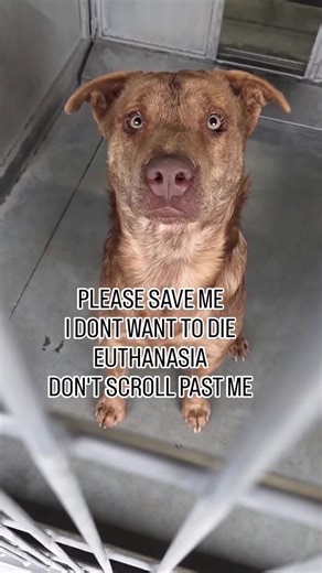 72-HOUR EUTHANASIA NOTICE This sweet soul has just 72 hours left before being euthanized due to dangerous shelter overcrowding. --- HOW YOU CAN HELP SAVE A LIFE: 1. 🏡 ADOPT OR FOSTER A committed home or foster is the only way to directly remove this dog from the list. 2. 💙 DONATE FOR URGENT CARE The shelter is severely over capacity.Your donation directly funds: · Daily nutritious meals and fresh water · Essential medications and veterinary attention · Clean bedding and comfort items Your supp