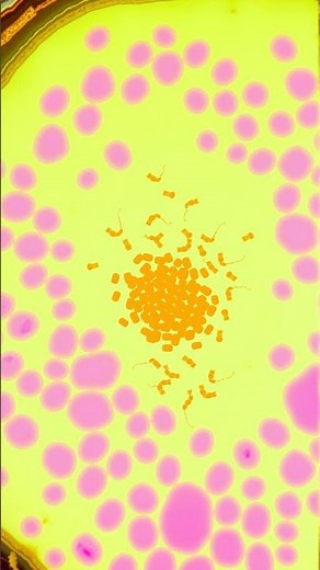 Lager Yeast: The Metabolic Blueprint