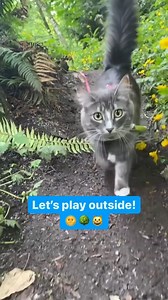 2.2K views · 40 reactions | We hope you can get out and enjoy some sunshine this long weekend with your fur family!  Here’s some inspiration from seasoned adventurer @tofinothecat on Instagram Show us your kitty explorers with #FreshStepFans for a chance to be featured! ​​#proudonaleash #adventurecats #takeyourcatoutside | Fresh Step Litter | Facebook