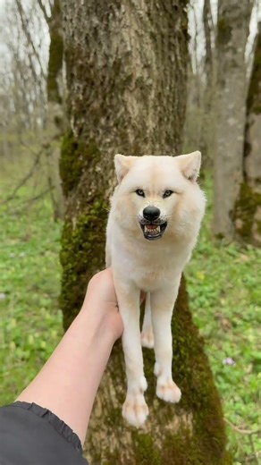 The composition is based on the wonderful cartoon "Princess Mononoke" 🐺🥹🫶🏻