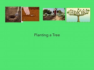Planting A Tree