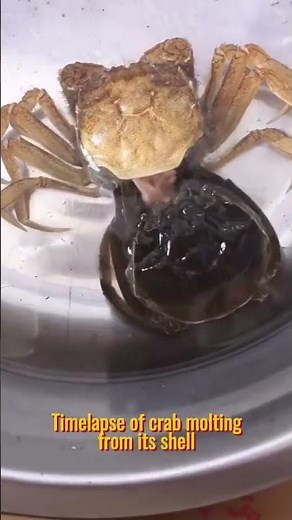 Time lapse of crab molting from its shell #nature #crab #oceanlife #viral #molting #sealife #shorts