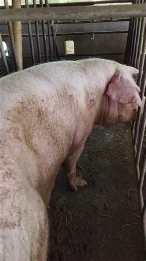 Three days have passed and all 16 pigs are still alive. #pig #pigfarmer