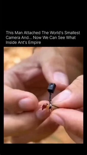 Learning with Gen Z on Instagram: "You are looking at the hidden world of an ant empire, captured from the inside. By attaching one of the world’s smallest cameras, this researcher revealed what normally remains invisible beneath the soil. The footage shows ants moving through narrow tunnels, coordinating work, communicating through touch and chemical signals, and maintaining a complex underground city built entirely without sight. Inside the colony, every movement has purpose. Workers transport