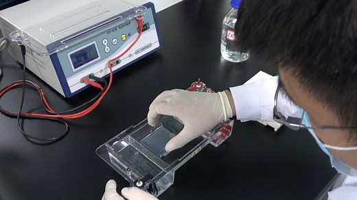 琼脂糖凝胶电泳技术