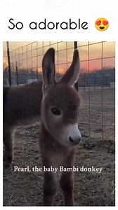 Meet Pearl! She's our miniature donkey that looks like a little Bambi storybook deer!😍 #baby #donkey | Donkey lover’s