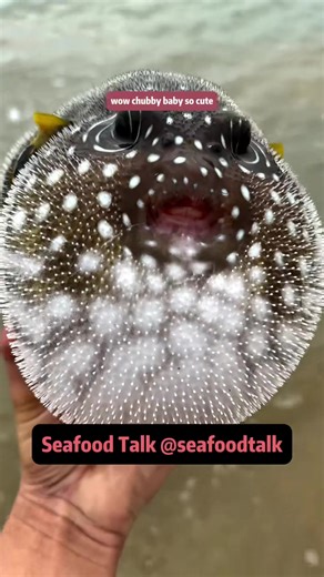 Introducing 8 dangerous sea creatures including chubby baby pufferfish 🐡 #sealife #marinelife #seacreatures #oceanlife #pufferfish