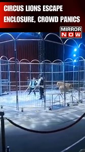 2.2M views · 2.5K reactions | A shocking video from China's Henan province shows two circus lions escaping the enclosure during a live performance. Their escape led the audience to panic and many ran away in terror. The lions jumped out of an unlocked door and wandered about the circus, causing people to scream and flee. Reports say the trainers quickly caught the big cats and brought them back to a cage. . . . #china #lions #circus #viralvideo | Mirror Now | Facebook