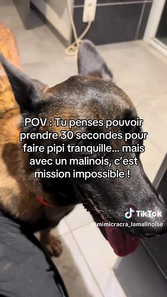 Avec un malinois à la maison, même 30 secondes pour faire pipi tranquille, c’est un luxe impossible 😂 Ces boules d’énergie veulent toute ton attention, tout le temps, sans exception. Tu peux essayer de t’éclipser une seconde, ils te fixent, ils réclament des câlins, et voilà, ta pause pipi devient une séance de câlin improvisée ! On les aime, mais ils sont définitivement des pros du harcèlement affectueux 😅🐾 #MalinoisAddict #JamaisSeul #BesoinDAttention #PausePipiImpossible