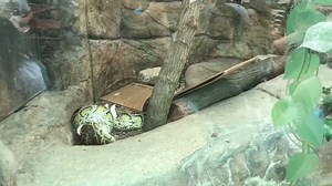 8.1K views · 122 reactions | Our Burmese python took an early lunch today during Reptilia!  Sofia is what's known as a constrictor, which is how she catches and prepares to eat her food. They have stretchy ligaments in their jaws that allow them to swallow all their food whole. It will take her from 1-2 weeks to digest it. | El Paso Zoo | Facebook
