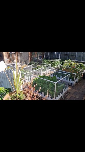 Backyard garden | Mkulima Young