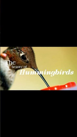 Do as a hummingbird and rapidly flap your wings to your next Wikipedia rabbit hole!