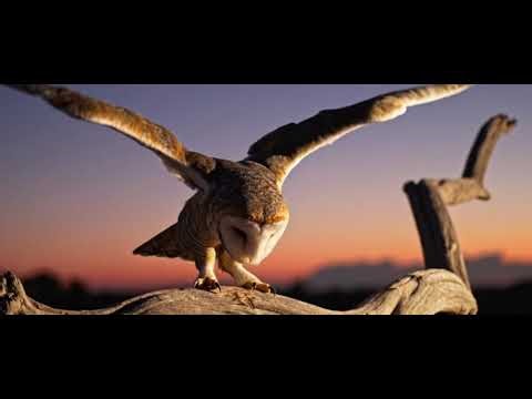 8K Ultra HD Forest Nature Escape Relaxing Sounds, Calm Scenery & Peaceful Ambience Creator Jibon