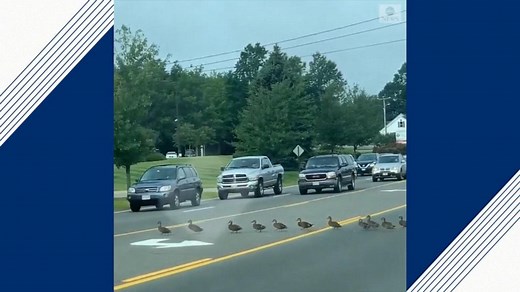 Dozens of ducks cross road, causing traffic jam in Maine
