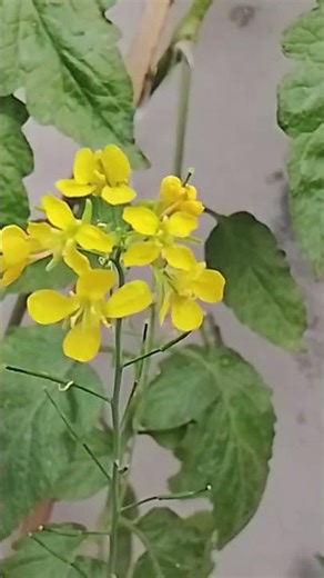 #comedy #funny #love #flowers #nature #garden