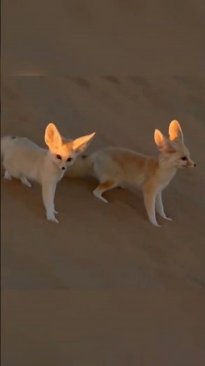 Fennec Fox 🦊 Smallest Fox in the world