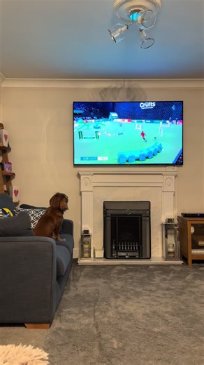 Exciting Moments at Crufts: Agility Show Highlights
