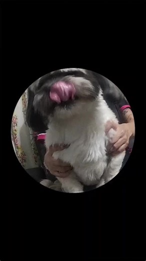 #perrito #laprofe yo: estoy estresada. mi perro: conmigo no cuentes. yo: vamos hacer tik tok 🥰😂