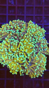 Frag Friday vibes 🪸 Plenty of new frags freshly made in-store which one are you picking? #seahorseaquariums #aquariumlife #coral | Seahorse Aquariums