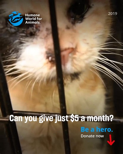 This is your last chance to save lives in 2025.👀 Rescue and protect animals in need with a donation to a trusted charity. Humane World for Animals is one of the most effective animal protection organizations, leading a powerful movement for over 70 years as the Humane Society of the United States. 🩵 For those of us who understand the special bond with animals, protecting them is not just a responsibility—it’s a calling. Big or small, every gift has the power to help save an animal’s life. Plea