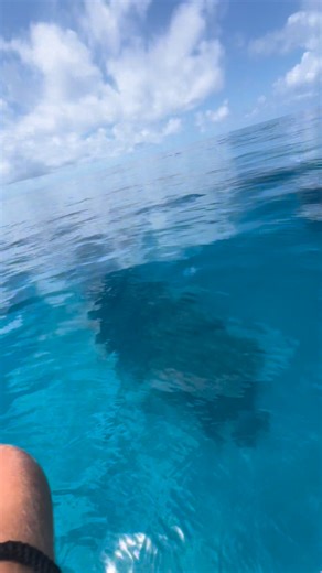 Would you swim? 🙌 | Em Lethlean