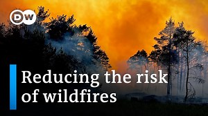 What causes forest fires and how best to prevent them | DW News - The Global Herald