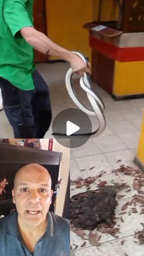 Víctor Fratto | 🐍 La musurana no es agresiva, son bien conocidos sus hábitos ofiófagos (comen a otras serpientes). Es inmune a las toxinas de las viboras y... | Instagram