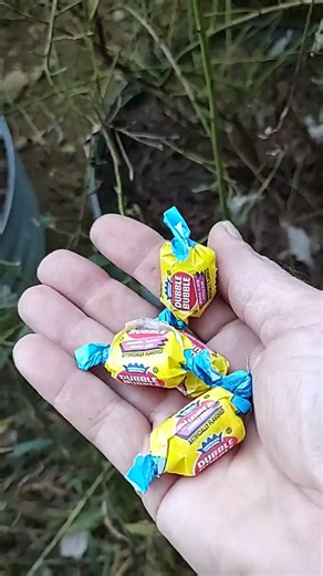 old-timer knowledge: how to get rid of groundhogs easy peasy