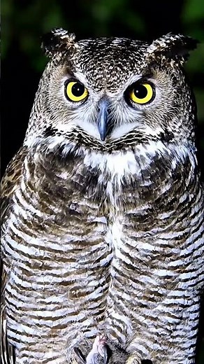 “Owl’s Night Hunt POV 🌙 🦉 – Silent Predator in the Dark!”