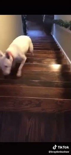 Dog Jumping Down Stairs