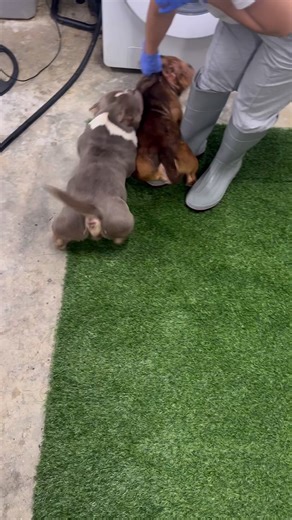 In-house breeding going down 💪 This is one of my biggest plans from 2–3 years ago, and now it’s finally happening. Every move is calculated, every breeding is for the vision — not just today, but 1–3 years ahead. Fire program loading… Stay tuned. The work speaks for itself 🔥