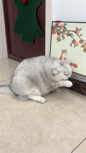 Cute Cat Embarrassed by Operation: Watch the Adorable Reactions