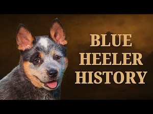The Blue Heeler: Born of the Wild Dingo