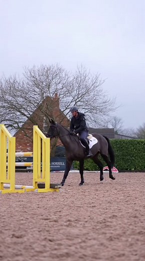 Exciting Show Jumping Moments with Horses