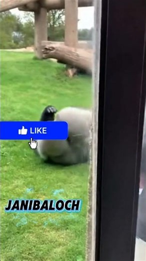 female gorilla gets mad because the gorilla is kissing a girl #gorilla #janibaloch #foryou