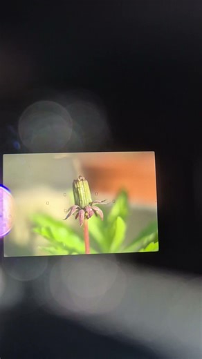 Canon 5D Classic Budget Macro Set Up #canon5d #5dclassic