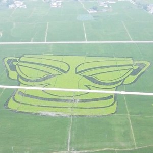 2.4K views · 61 reactions | A huge image of the bronze mask – hallmark of the legendary Sanxingdui Ruins – has been formed by paddy rice plants of different varieties and colors. #unearthed | China Plus Culture | Facebook