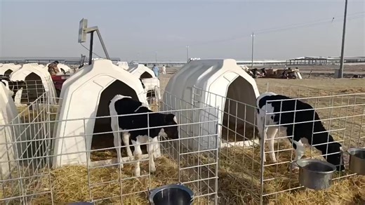 High Quality Comfortable Calf Hutch  Farm Equipment Cheap Plastic Diary Cow Comfortable Livestock House With Young Sheep