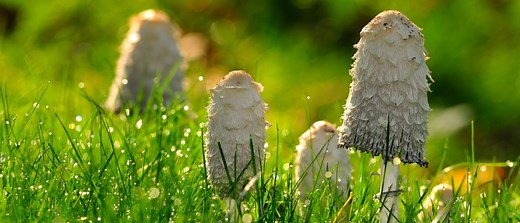 The Complete Guide to Shaggy Mane Mushrooms | GroCycle
