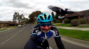 Bird repeatedly attacks biker casually biking through neighborhood
