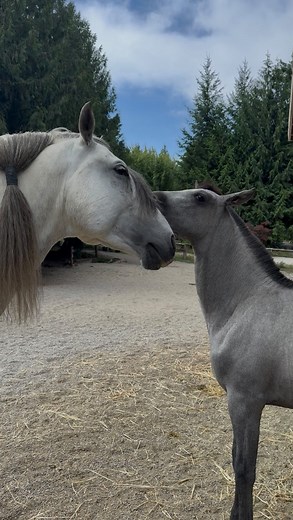 Ayla Stockwell on Instagram: "I’ll never get over how special it is to see these two together! Amanecer grows more confident and playful towards her sire every day 🤍 It is of course unique to have such a well bred stallion living with his mare & foal… but the most special part to me is that my stallion Ardiendo (Enzo) was the first foal I ever raised; and his now nearly 3 month old daughter reminds me so much of him when he was her age. Not only was Enzo an equally massive foal; he was an absol