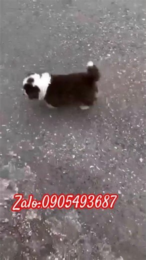 Chó Boder Collie thông minh nhất TG