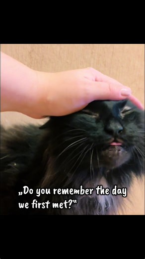 Honoring Our Cats: A Journey Through Grief and Memories