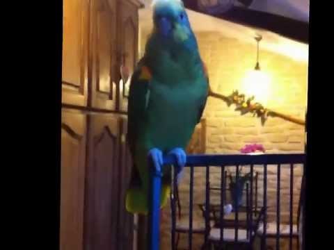 Perroquet siffle la Marseillaise
