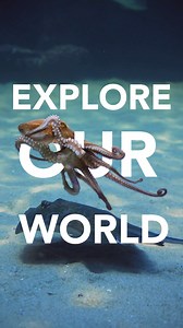 156K views · 293 reactions | Explore our World!  Meet our graceful stingrays, the peaceful gliders of the ocean! 曆 With wide "wings" and unique patterns, they glide effortlessly through the water. While their tails may look intimidating, stingrays are gentle giants, only using their stings if threatened. Dive into the I&J Ocean Exhibit for an unforgettable adventure with these amazing creatures! #stingrays #twooceansaquarium #exploremore | Two Oceans Aquarium | Facebook